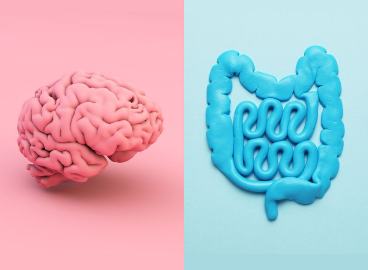Image of a brain model created from pink clay and gut model created from blue clay next to each other