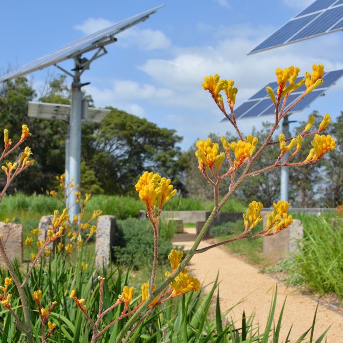 Coal loader - square- kangaroo paw