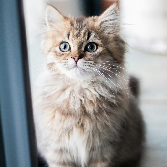 Whiskers in the Wild: Cat Adoption Fiesta