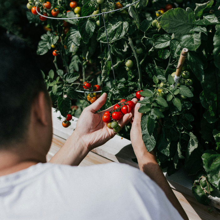 Chef standing in front of a tomato bush, reaching out to pick a ripe tomato.