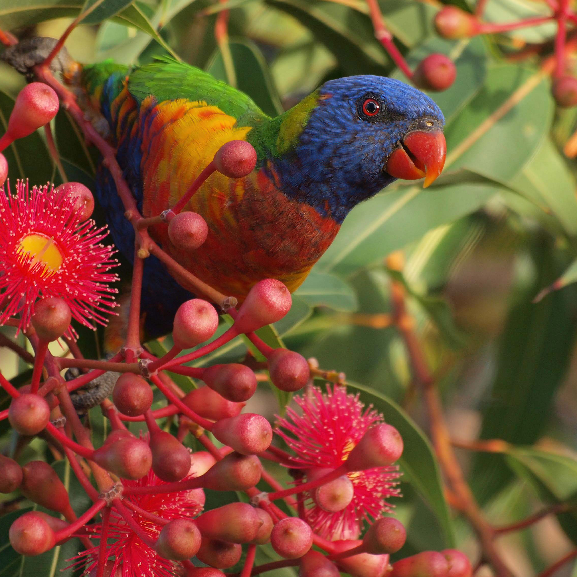 Bushcare Adventures: Bird Walk Bingo