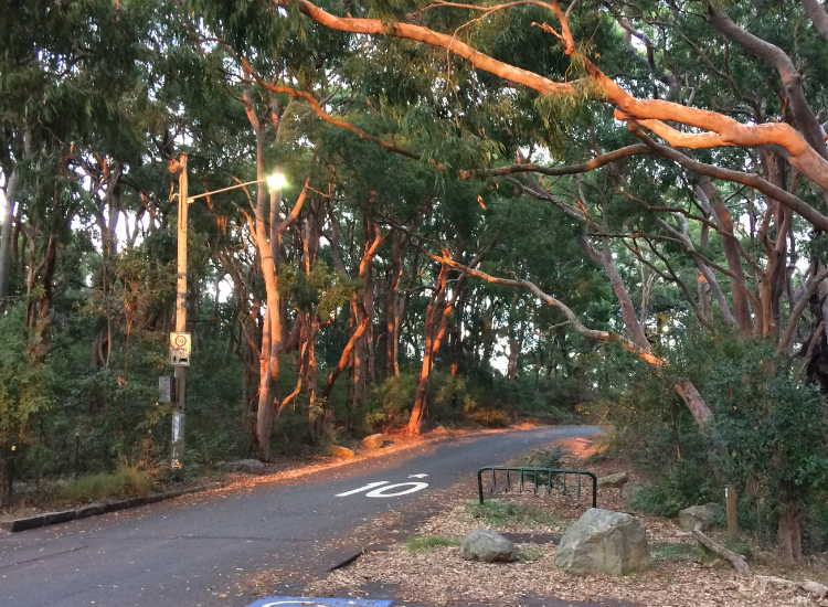 A road surrounded by tall trees at Balls Head Reserve
