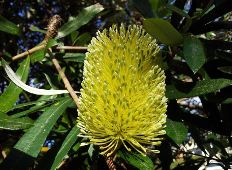 Banksia integrifolia ramin plant