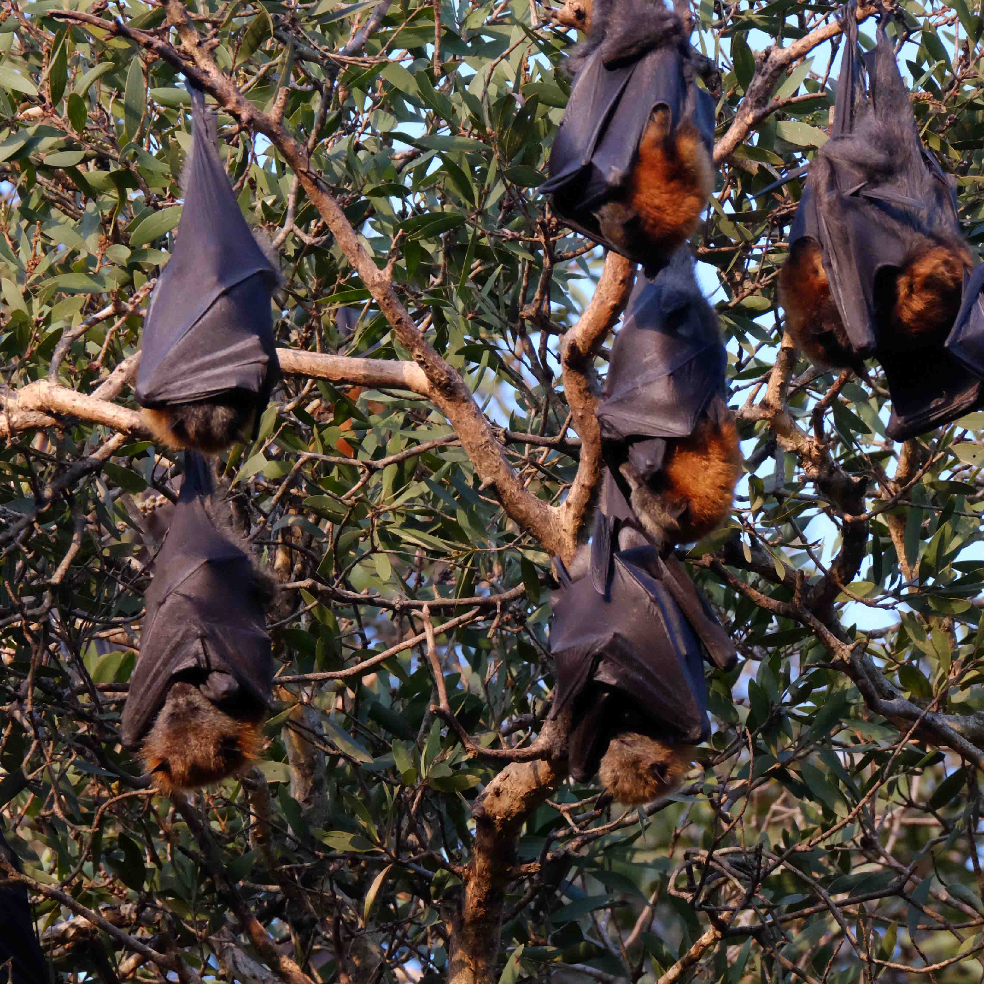 Bat Count