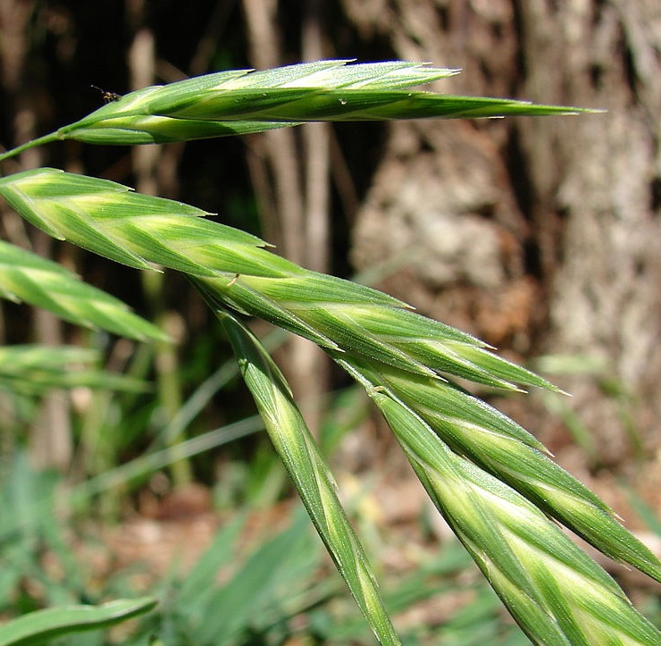 Grasses of North Sydney