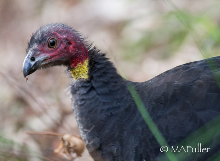 A close-up shot of a brush turkey's head
