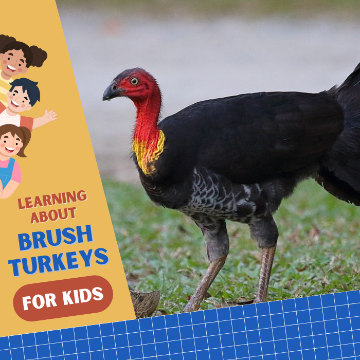 Photo of wild brush turkey