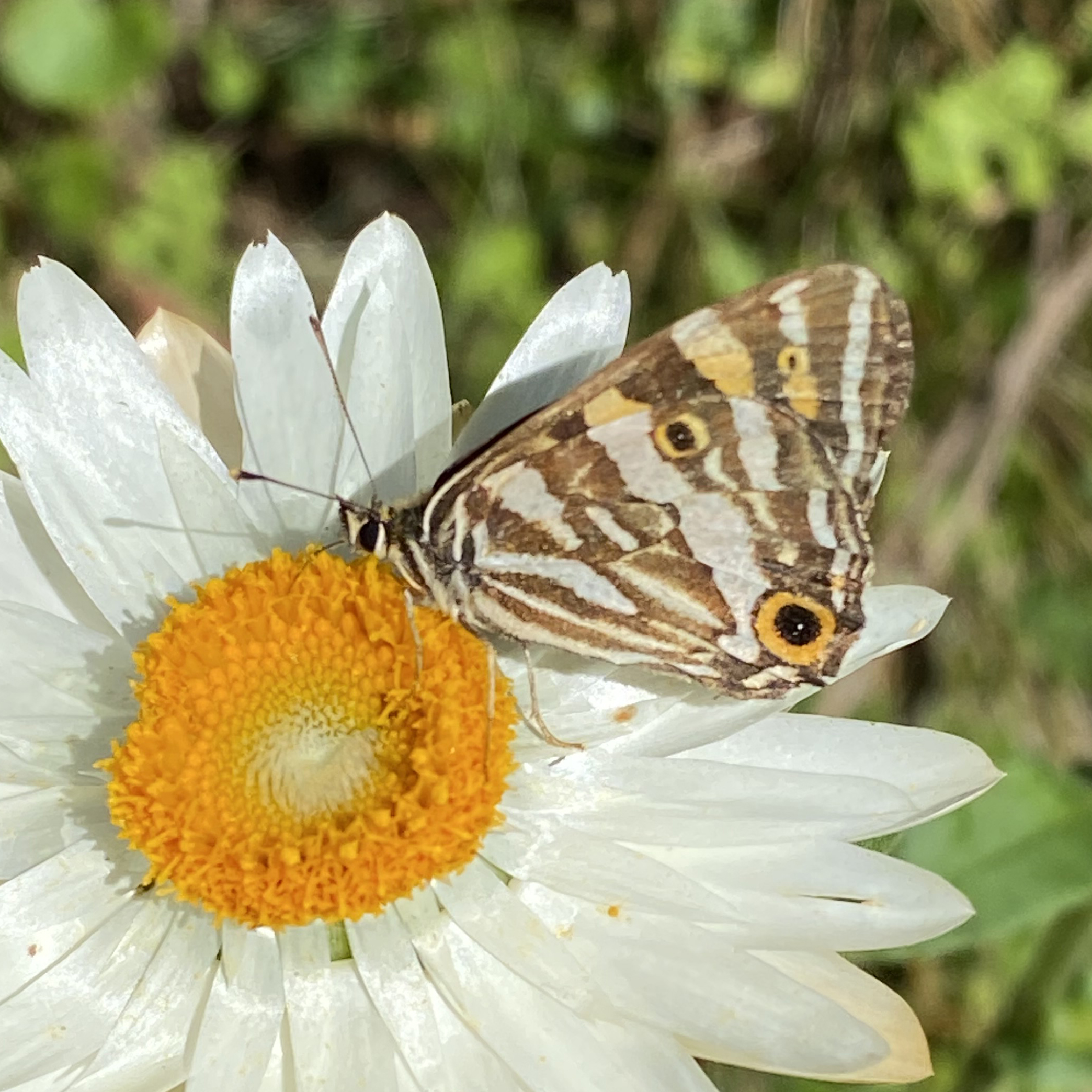 Photo of a butterfly on a flower