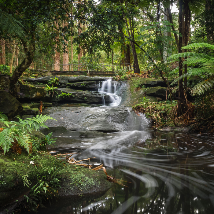 A creek running through a green bushland reserve.