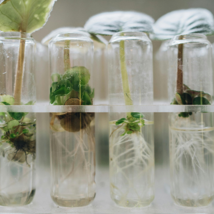 Climate (bio)solutions – are we closer to solving the climate crisis?