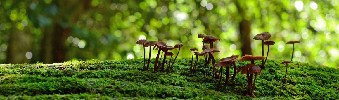 Fungi on a mossy log