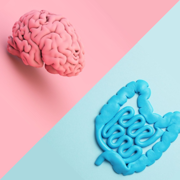 Image of a brain model created from pink clay and gut model created from blue clay next to each other