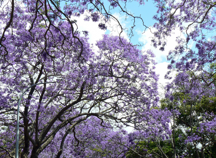 Jacarandas in bloom Kirribilli