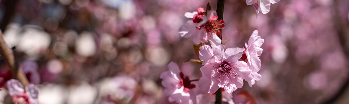 Cherry blossoms in bloom