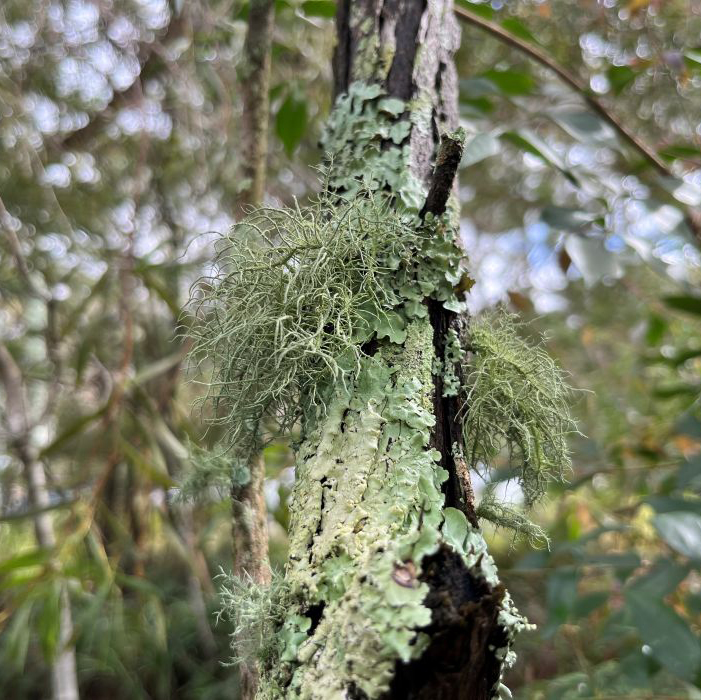 Mosses and Lichens