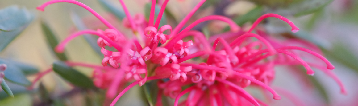 pink flower