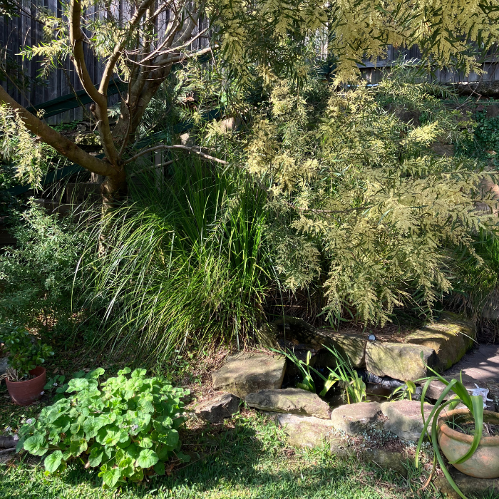 Native Havens Garden Tour