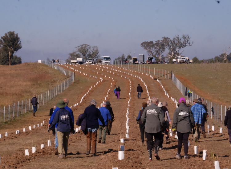 A group of people walking away from the camera through a brown field that has been planted with long rows of plants, protected by white tubes. A few of the people are wearing Bushcare Volunteer uniforms.
