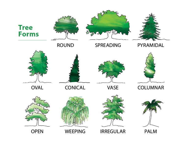 Different types of tree forms - round, spreading, pyramidal, oval, conical, vase, columnar, open, weeping, irregular, palm