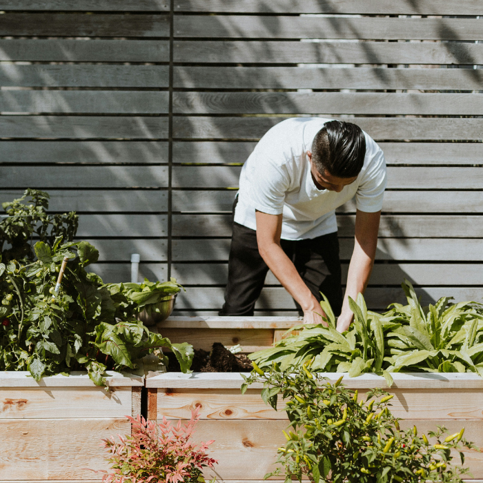A chef in a back garden harvesting fresh vegetables from a wooden crate, surrounded by green plants and natural sunlight.