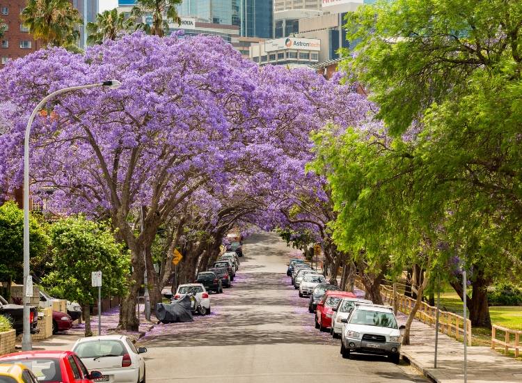 Milson precinct Mcdougall St Kirribilli