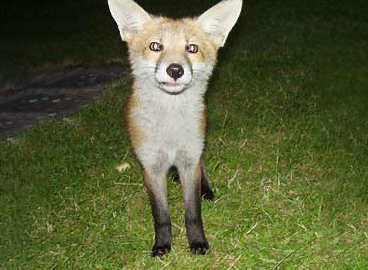 fox in close up