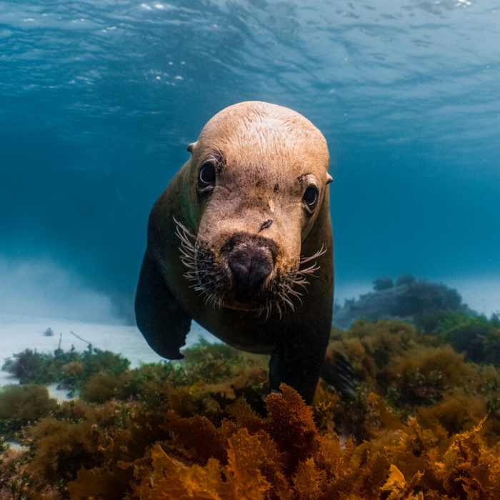 Kelp Forest Photo Awards Exhibition