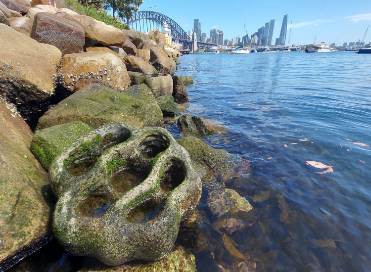 A boulder with rockpools covered with algae by the water's edge on Sydney Harbour