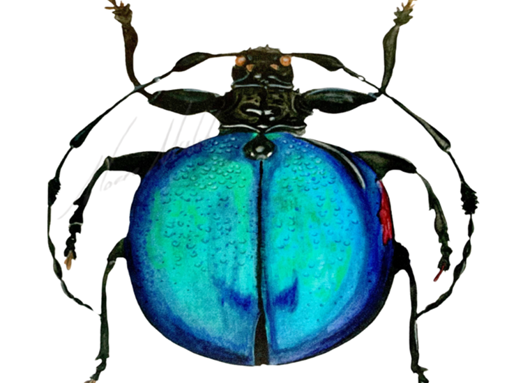 black beetle with blue back