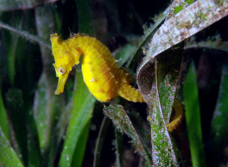 seahorse