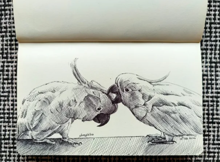 sketch of cockatoos