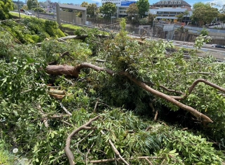 Tree loss3 northsydney WHT