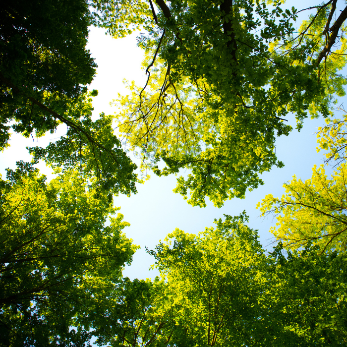 An underneath view of tree canopy against a blue sky